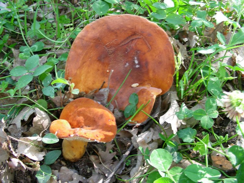 3) FOtografati il 16.06.2012. sotto Quercia